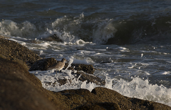 Edisto Island Beach and State Park
