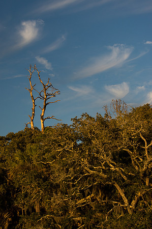 Edisto Island Beach and State Park