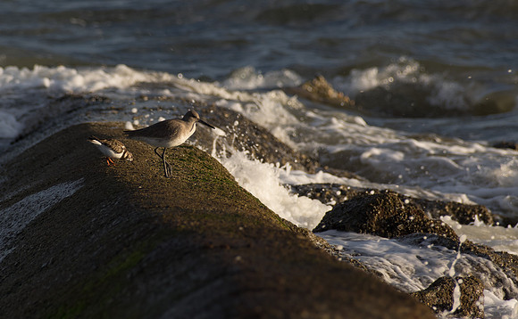 Edisto Island Beach and State Park