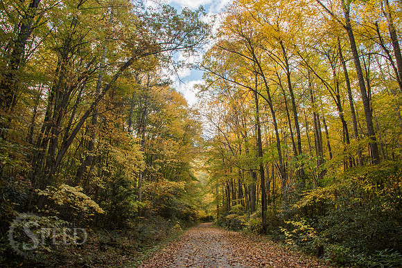 virginia fall color