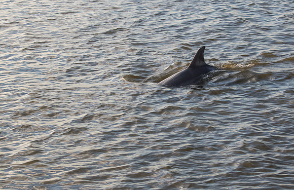 Edisto Island Beach and State Park