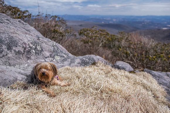 Hiking with a dog on the Appalachian Trail