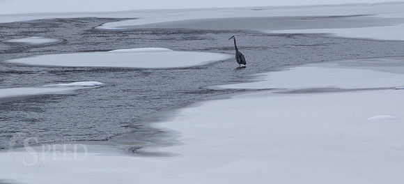 blue heron in chestnut creek.  Galax Virginia