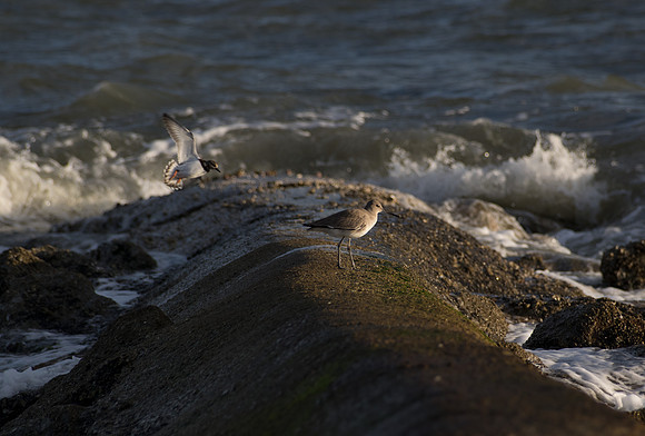 Edisto Island Beach and State Park