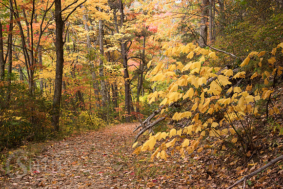virginia fall color