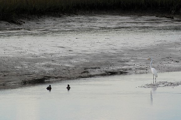 Edisto Island Beach and State Park