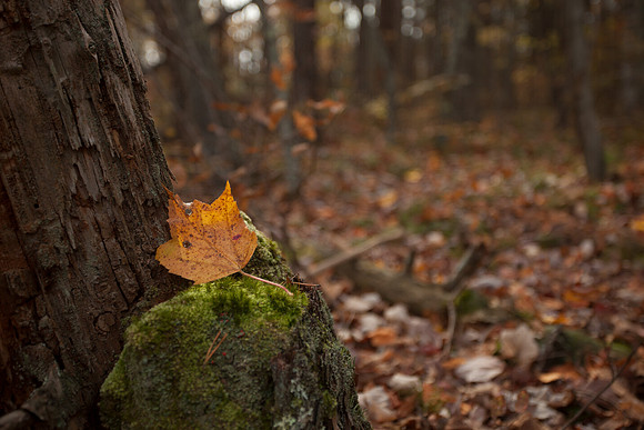 Hanging Rock State Park
