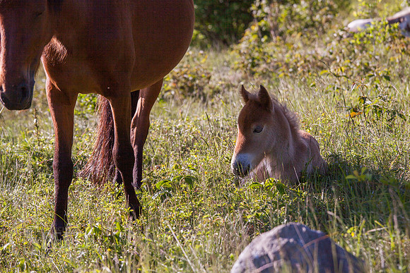 Grayson Highlands Ponies