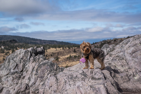 Hiking with a dog on the Appalachian Trail