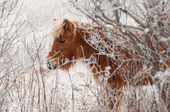 Grayson Highlands Pony