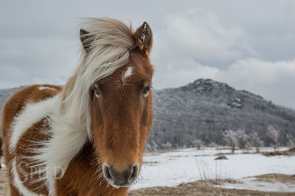 Wild Ponies Grayson Highlands