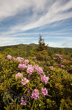 Grayson Highlands State Park