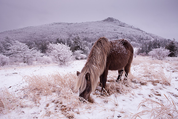 Grayson Highlands Pony