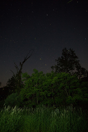Fireflies (Lightning Bugs)