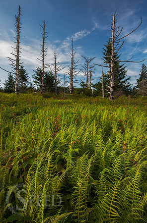 Grayson Highlands State Park