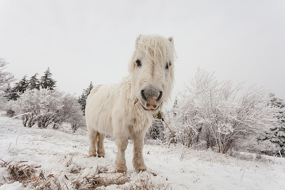 Grayson Highlands Pony