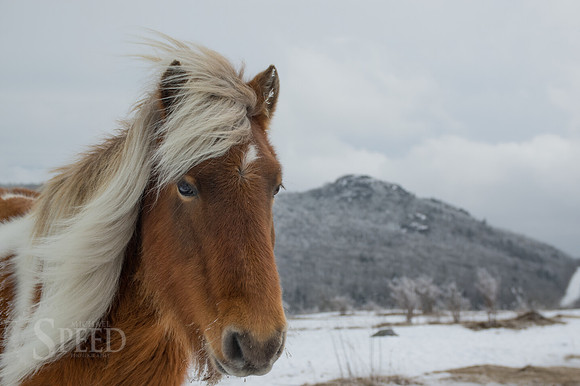 Wild Ponies Grayson Highlands