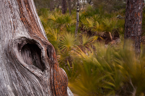Hunting Island Boneyard