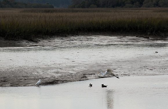 Edisto Island Beach and State Park