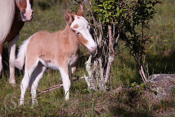 Grayson Highlands Ponies