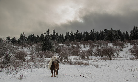 Wild Ponies Grayson Highlands