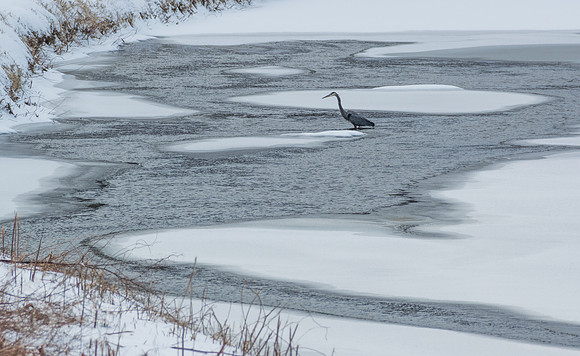 blue heron in chestnut creek.  Galax Virginia