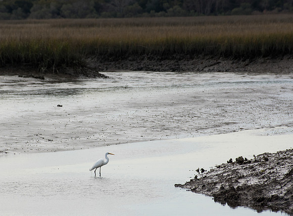 Edisto Island Beach and State Park