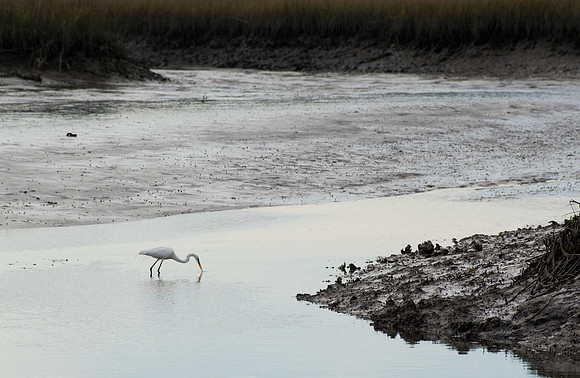 Edisto Island Beach and State Park