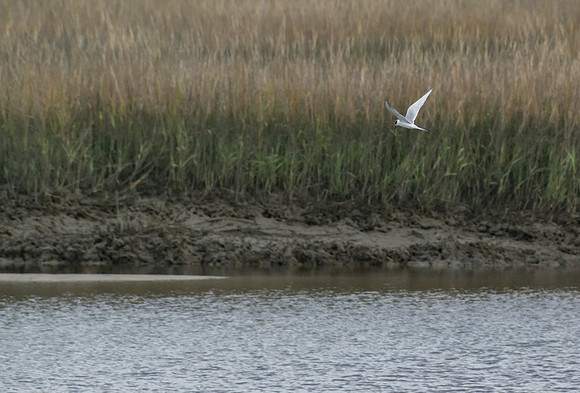 Edisto Island Beach and State Park