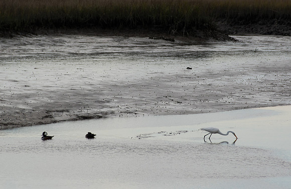 Edisto Island Beach and State Park