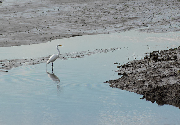 Edisto Island Beach and State Park