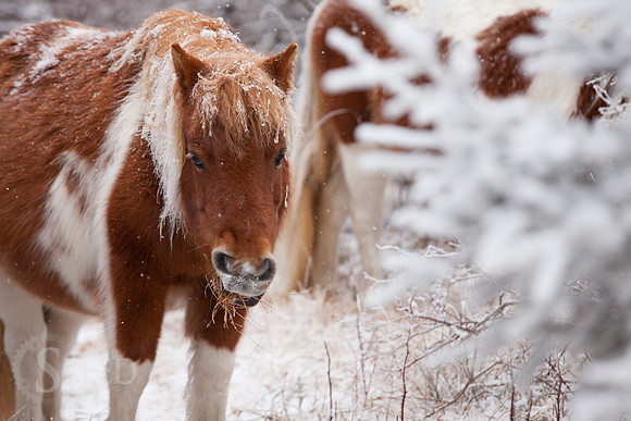 Grayson Highlands Pony