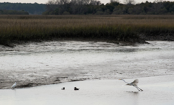 Edisto Island Beach and State Park