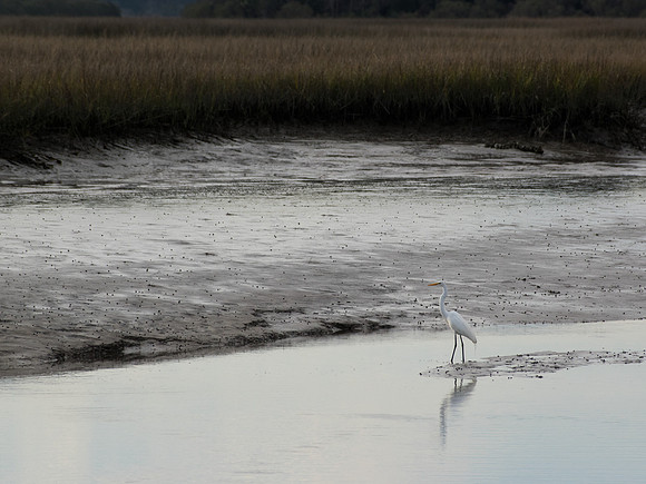 Edisto Island Beach and State Park