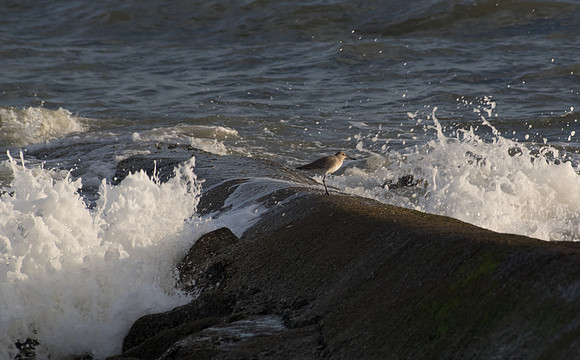 Edisto Island Beach and State Park
