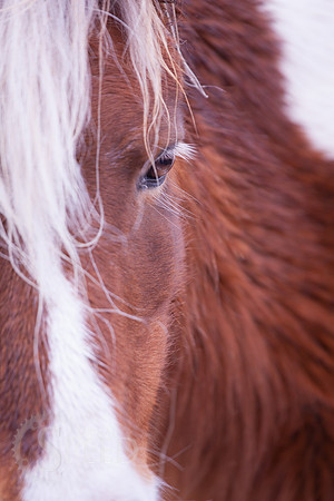 Grayson Highlands Pony