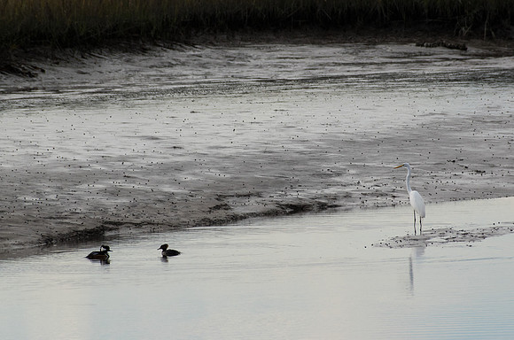 Edisto Island Beach and State Park
