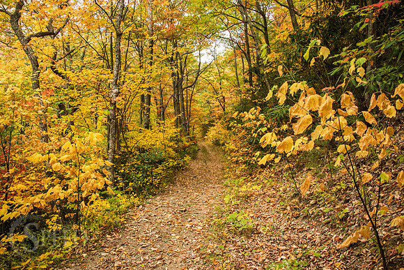 virginia fall color