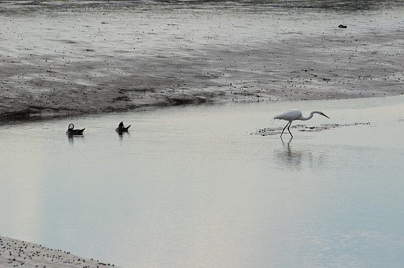 Edisto Island Beach and State Park