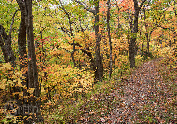 virginia fall color