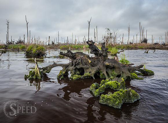 Great Dismal Swamp