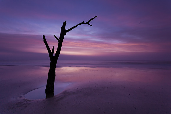 Hunting Island Boneyard