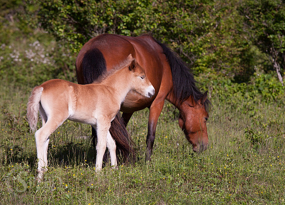 Grayson Highlands Ponies
