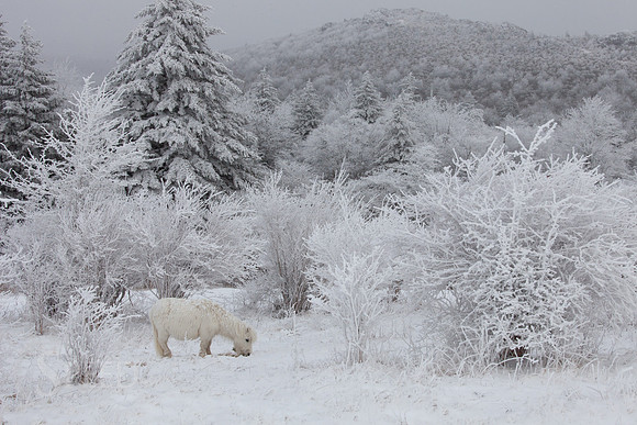 Grayson Highlands Pony