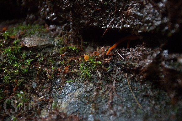 Devils Bathtub and Devils Fork Loop